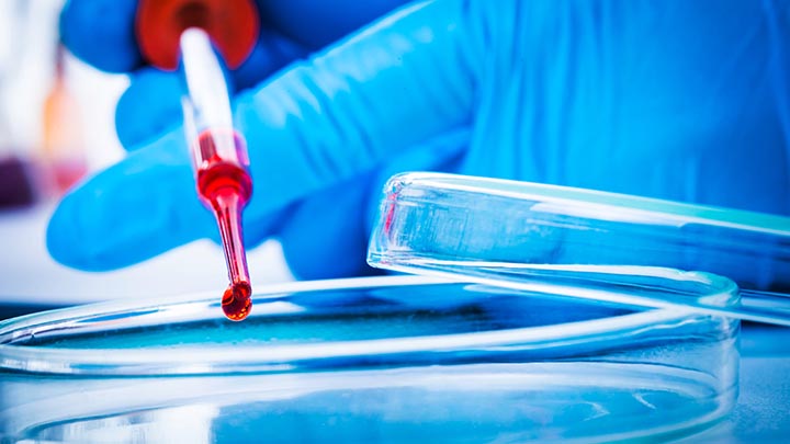 A researcher dropping a sample into a petri dish.