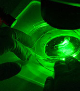 Gloved hands examining a specimen under a green-light microscope.