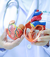A doctor's hands holding a plastic model of a human heart.