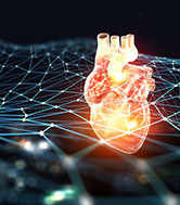 Futuristic image of a human heart with abstract white futuristic connections surrounding it.