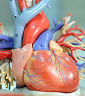 A plastic model of a human heart.
